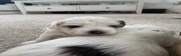 Mixed Breed dogs for sale: 4 female cockapoo x Shih Tzu puppies  - Advert 24
