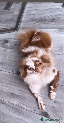 Pomeranian dogs Merle Pomeranian - Advert 7