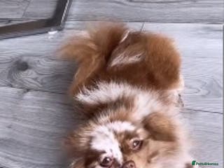 Pomeranian dogs Merle Pomeranian - Advert 7