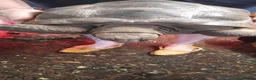 Tortoise reptiles for sale: Aldabra tortoise - Advert 1