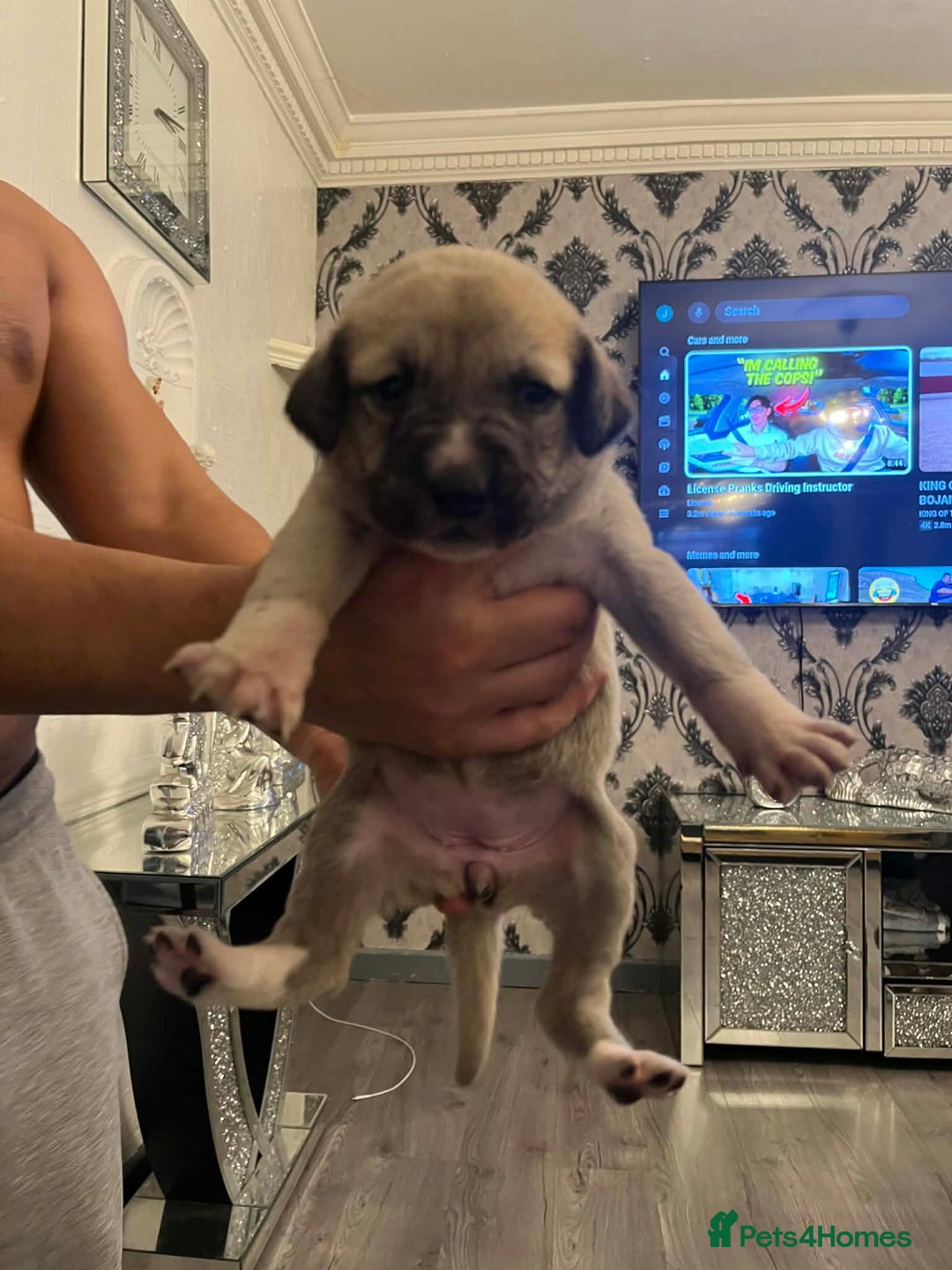 Turkish Kangal dogs for sale: Turkish kangal - Advert 4