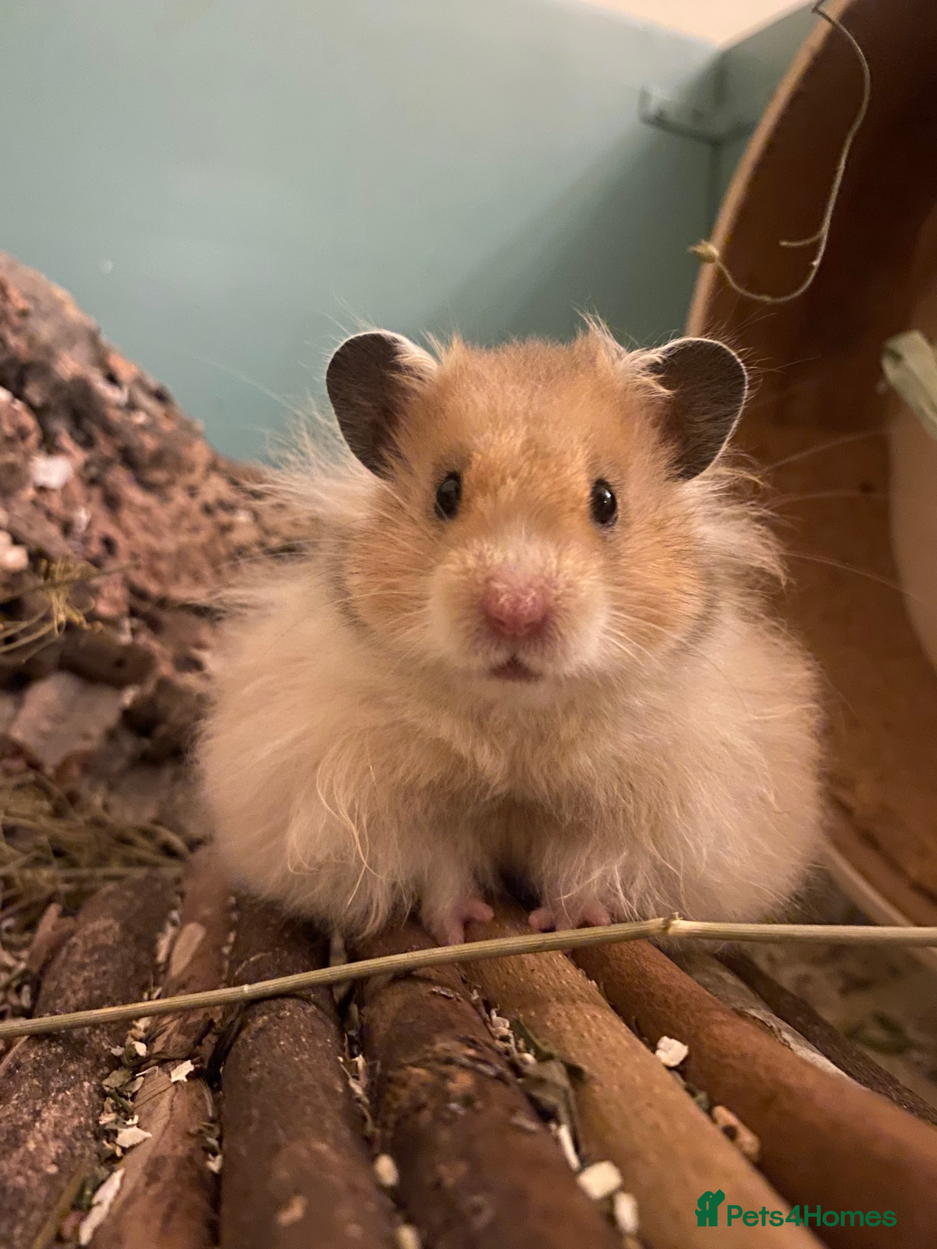 Hamster rodents Moon is looking for a new home🩷 - Advert 5
