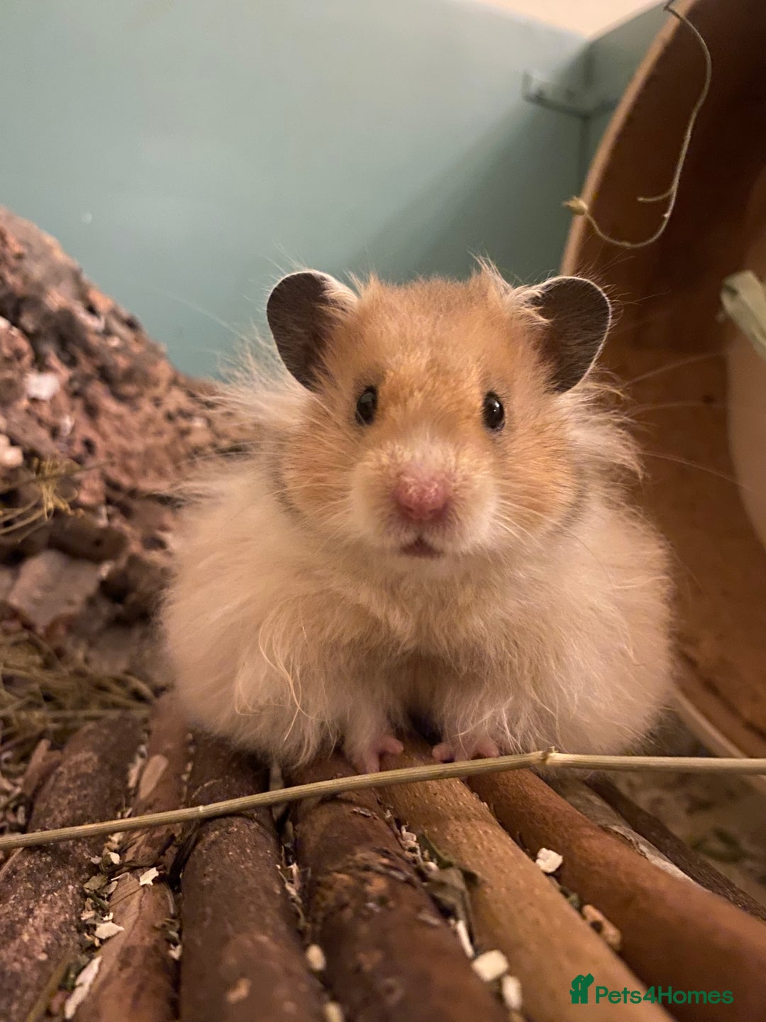 Hamster rodents for sale: Moon is looking for a new home🩷 - Advert 1