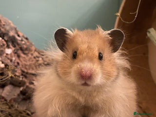 Hamster rodents Moon is looking for a new home🩷 - Advert 1
