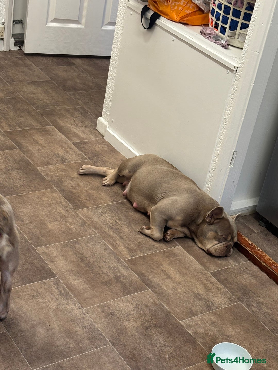 French Bulldog dogs for sale: French bull dog puppies due any day  - Advert 3