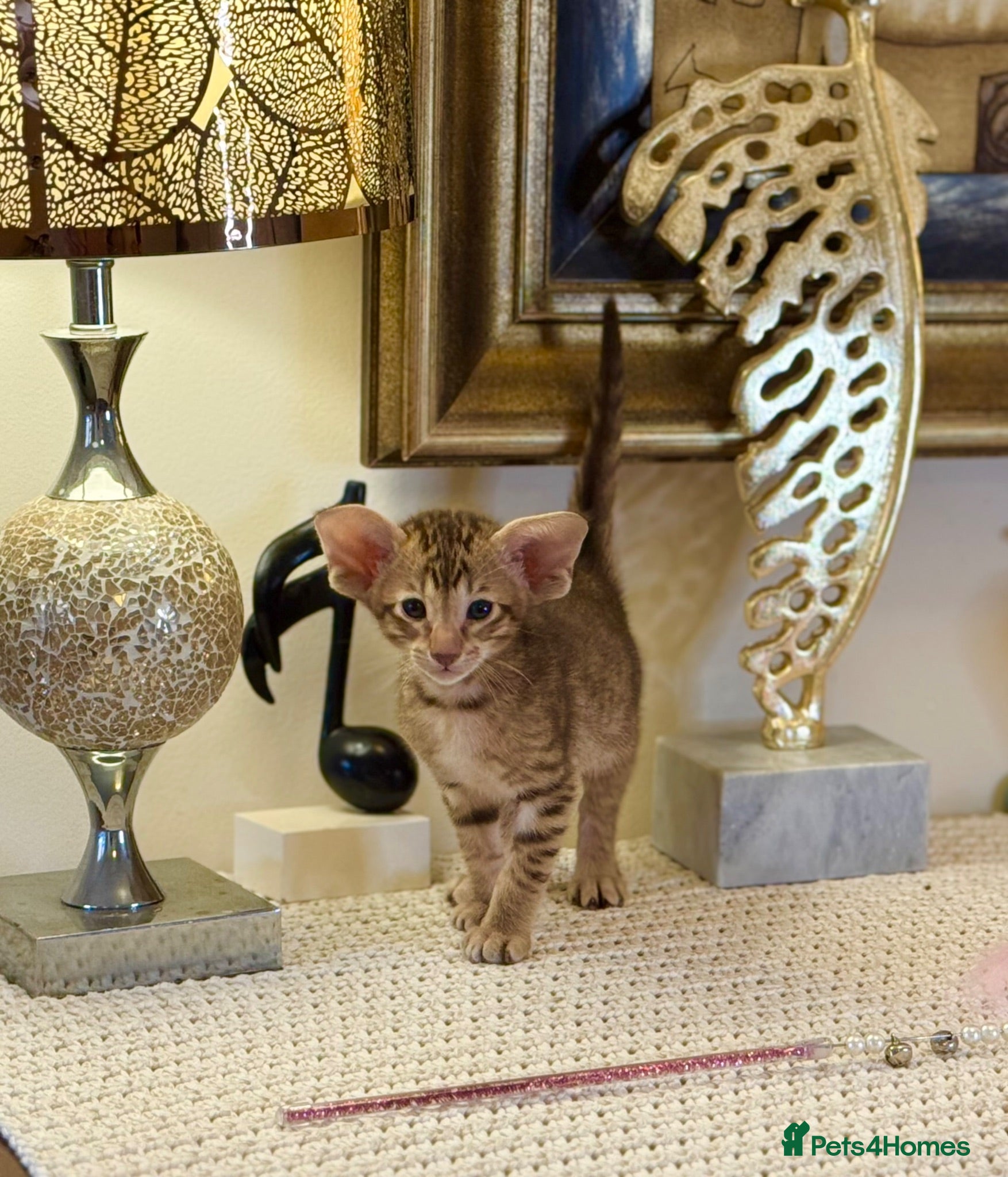 Oriental cats Beautiful TICA Oriental  and Siamese babies - Advert 1