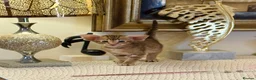 Oriental cats for sale: Beautiful TICA Oriental  and Siamese babies - Advert 6