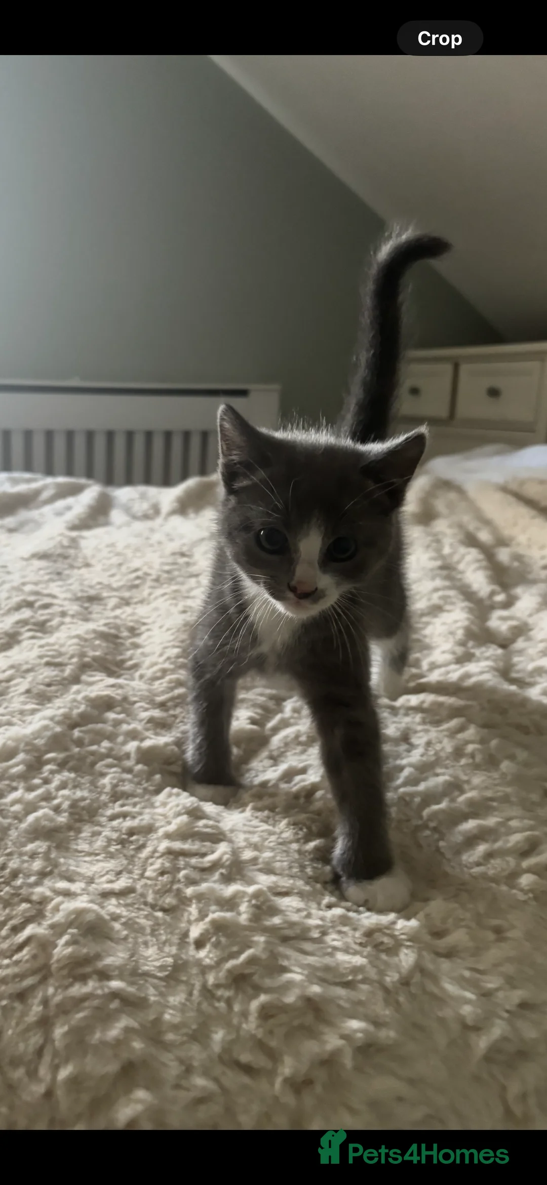 Mixed Breed cats for sale: 3 Blue and Black Mixed breed kittens for sale in Banstead - Advert 2