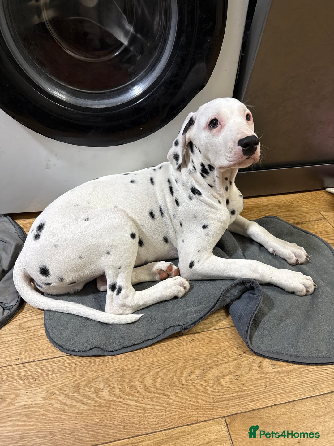 Dalmatian dogs for sale: Dalmațian puppies dogs for sale  - Advert 39