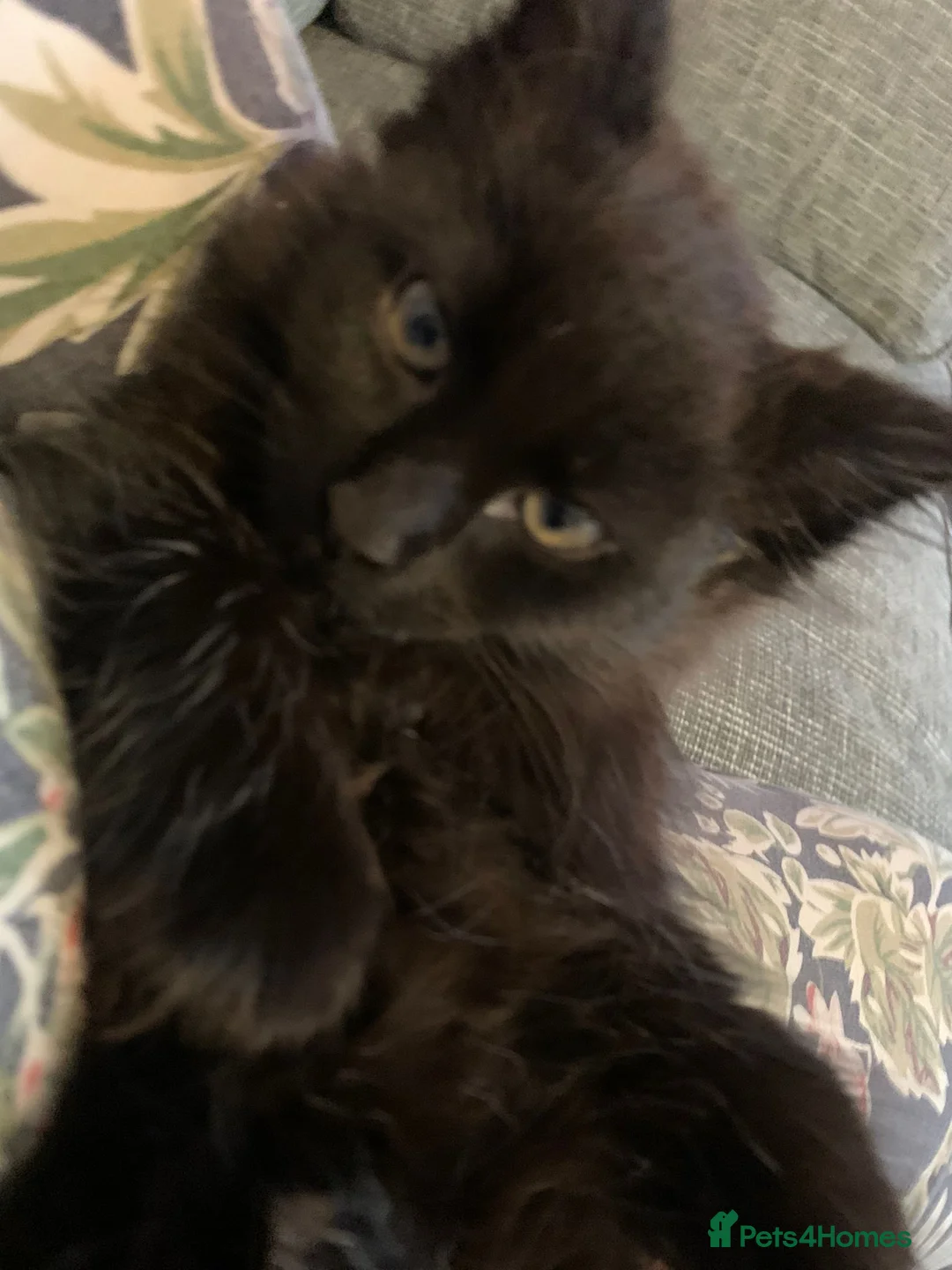 Maine Coon cats for sale: Black maincoon - Advert 2