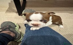 Boston Terrier dogs for sale: Boston Terrier Pups  - Image 2