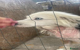 Mixed Breed dogs for adoption: BLUE3 - a lovely boy for a Loving Home - Image 8