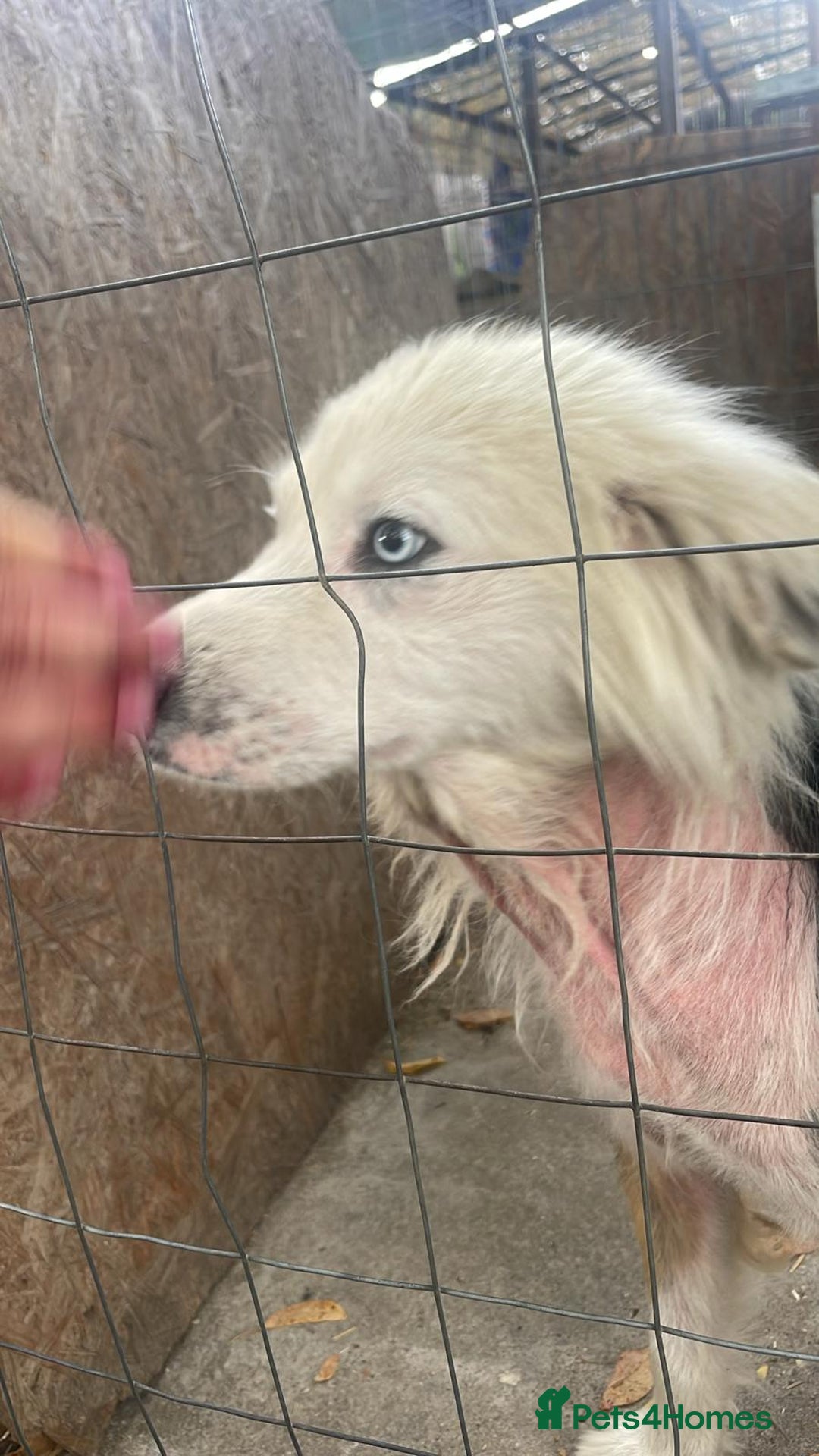 Mixed Breed dogs for adoption: BLUE3 - a lovely boy for a Loving Home - Image 8