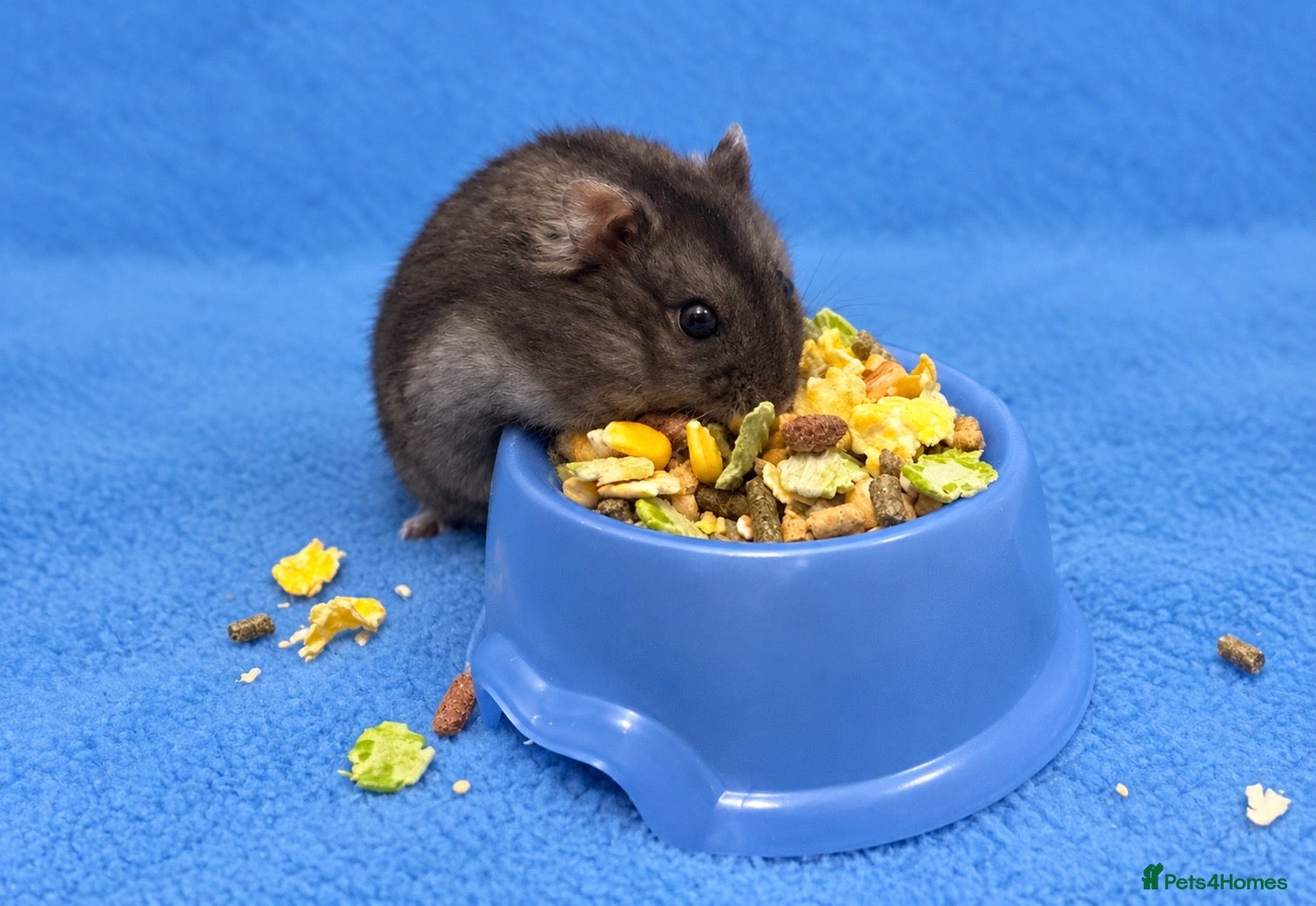 Hamster rodents Female hamster  - Advert 2