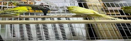 Budgerigars birds for sale: 18 budgies for sale - Advert 7