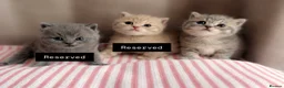 British Shorthair cats for sale: Gorgeous Blue Golden female BSH kitten - Advert 1