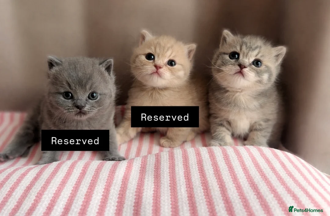 British Shorthair cats for sale: Gorgeous Blue Golden female BSH kitten - Advert 1