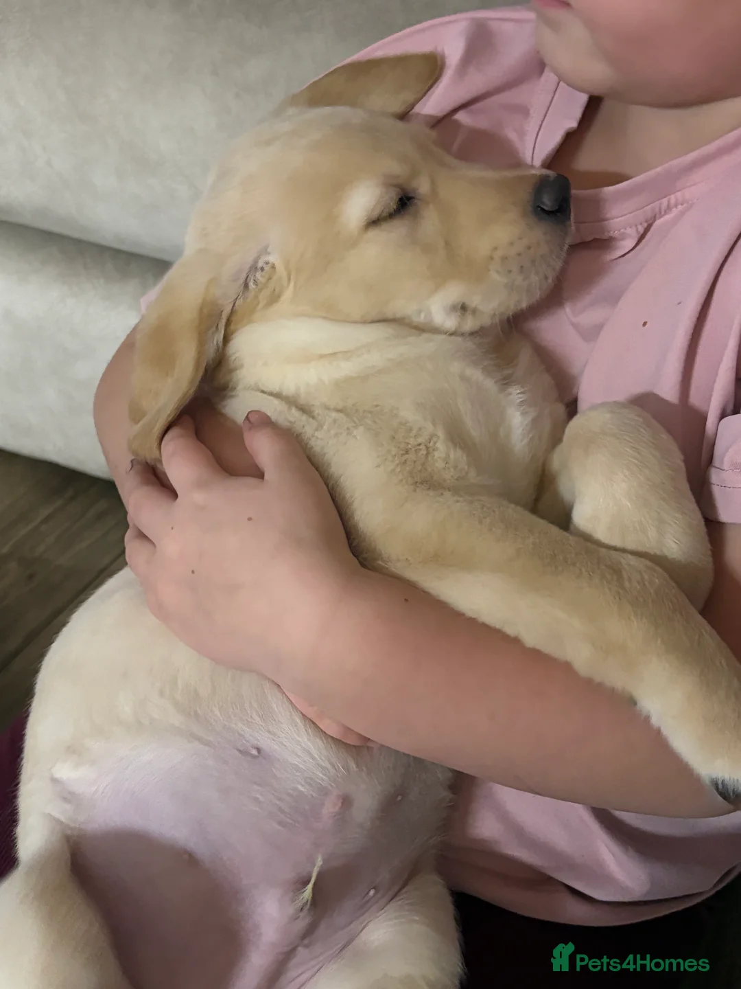 Goldador dogs for sale: Goldador puppy ozzy  - Advert 9