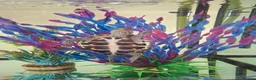 Turtle reptiles for sale: Reeves turtle with full set up - Advert 4