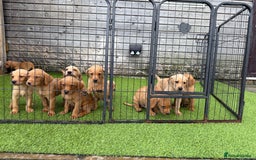 Labrador Retriever dogs for sale: Stunning kc registerd fox Red / Golders labradors  - Image 24