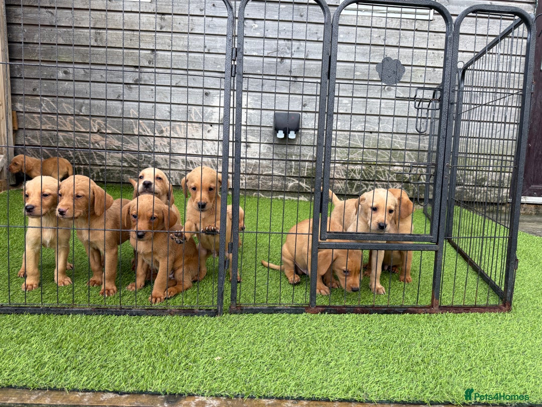 Labrador Retriever dogs for sale: Stunning kc registerd fox Red / Golders labradors  - Image 24