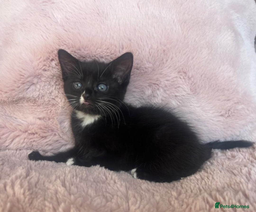 Mixed Breed cats for sale: Maine coon cross ragdoll kittens - Image 16