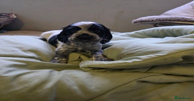 Cocker Spaniel dogs Beautiful cocker spaniel pups ready in one week - Advert 1