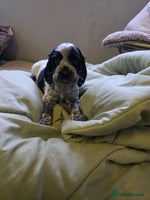 Cocker Spaniel dogs Beautiful cocker spaniel pups ready in one week - Advert 1