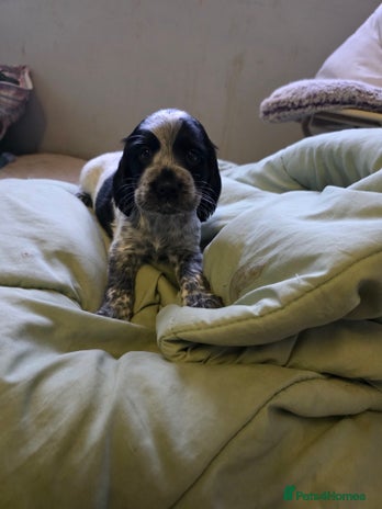 Cocker Spaniel dogs Beautiful cocker spaniel pups ready in one week - Advert 4