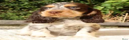 Cocker Spaniel dogs for sale: Extensively Health tested Parents & UNIQUE colours - Advert 16