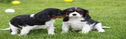 Cavalier King Charles Spaniel dogs for sale: Beautiful Cavalier King Charles Spaniel puppies - Advert 39