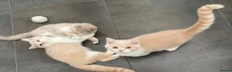 British Shorthair cats for sale: Two Beautiful GCCF pedigree British Kittens - Advert 4