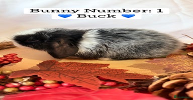 Mini Lop rabbits - Advert 12