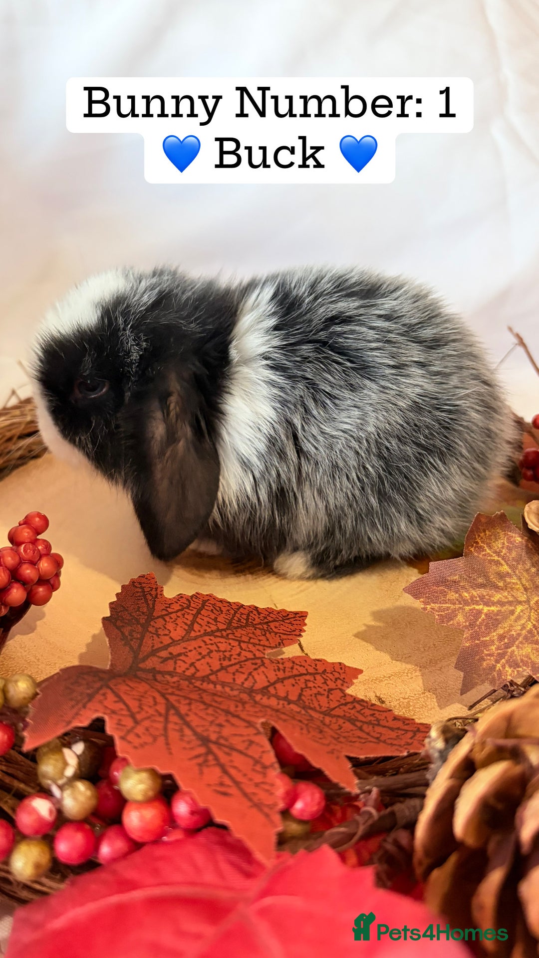 Mini Lop rabbits for sale: Gorgeous Pure Bred Mini Lops 💛 | RESERVE NOW 🐰 - Image 2