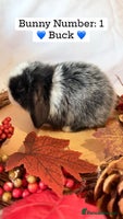 Mini Lop rabbits - Advert 12