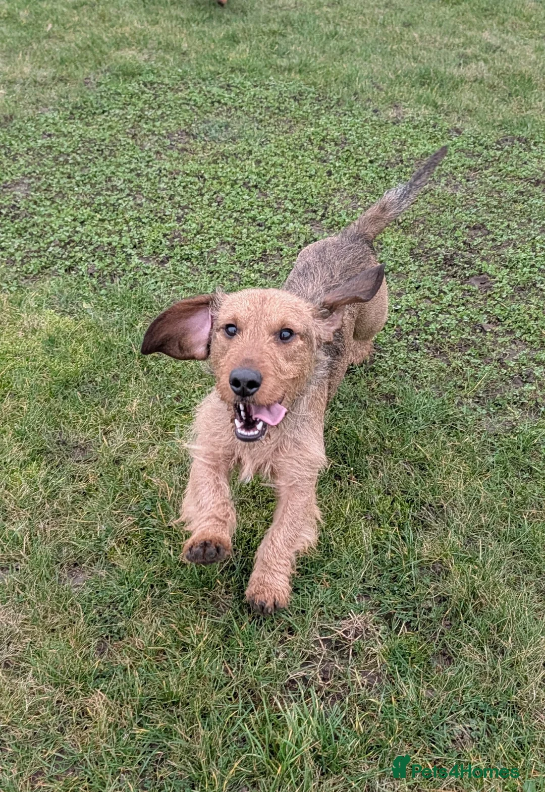 Dachshund dogs for stud: 5th gen pedigree KC teckel Dachshund  - Advert 8