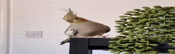Cockatiels birds for sale: Hand tame and friendly Cockatiel – Minky in Purfleet - Advert 3