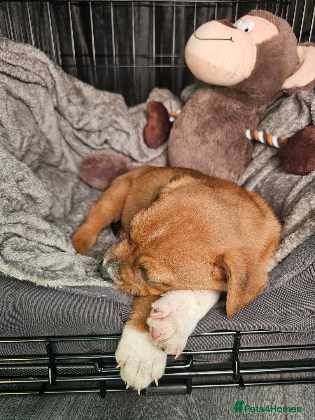 Mixed Breed dogs for sale: Male Staffy  ** tiff x Ridgeback 1 year old - Advert 24