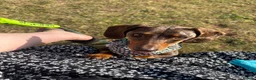 Miniature Dachshund dogs for sale: 4yr Female mini dachshund  in Frome - Advert 2