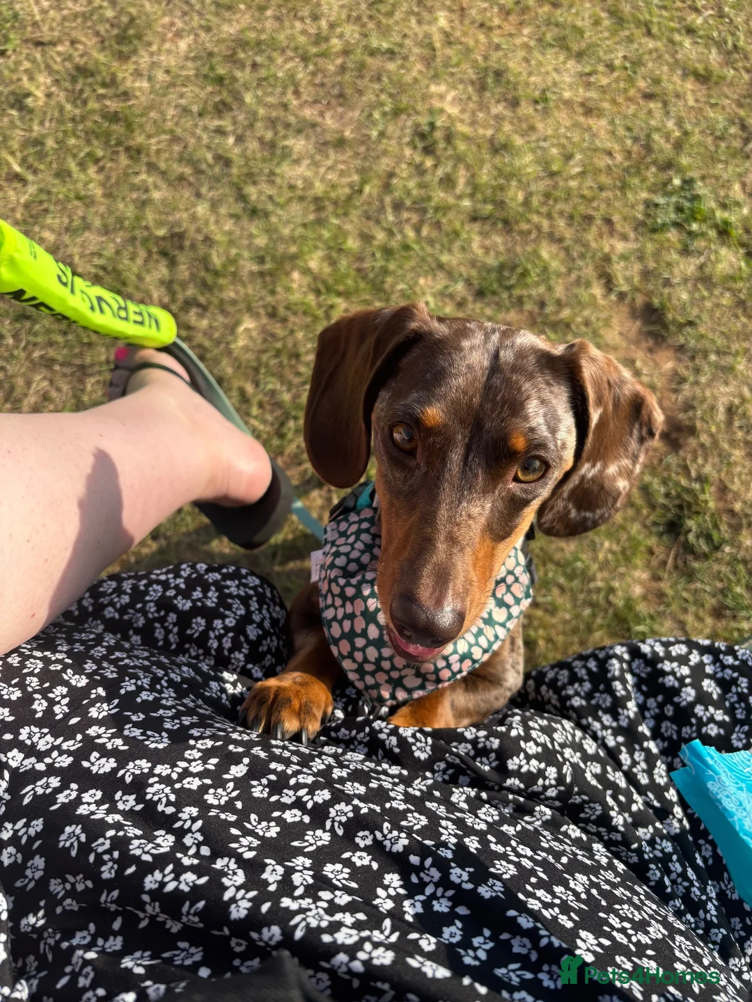 Miniature Dachshund dogs for sale: 4yr Female mini dachshund  in Frome - Advert 2