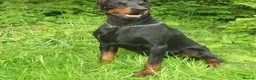 Dobermann dogs for sale: Torcheney Puppies Due March 2026 - Wait List Open - Advert 15