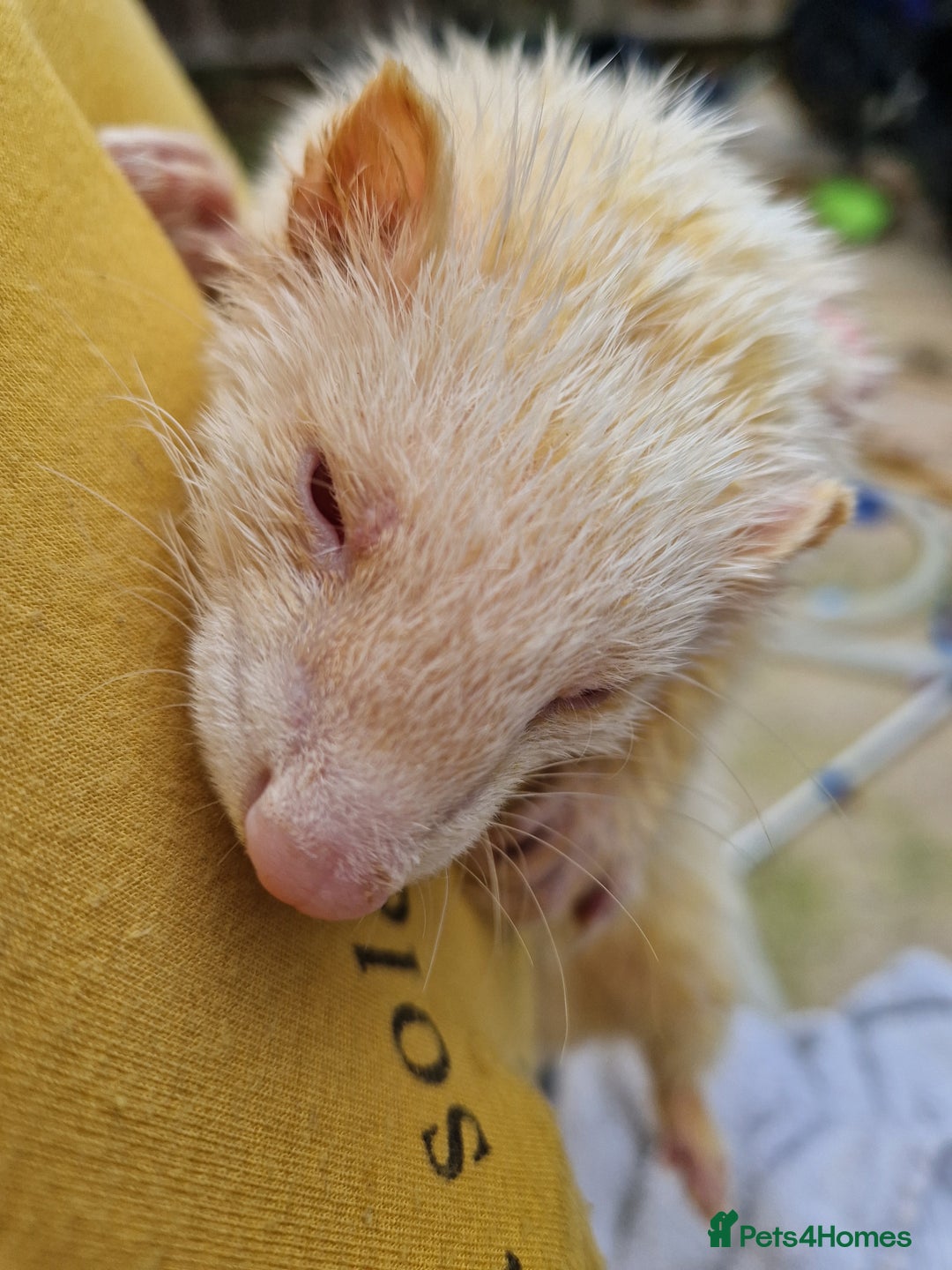 Ferret rodents for sale: Ferret kits mixed litter  - Image 3