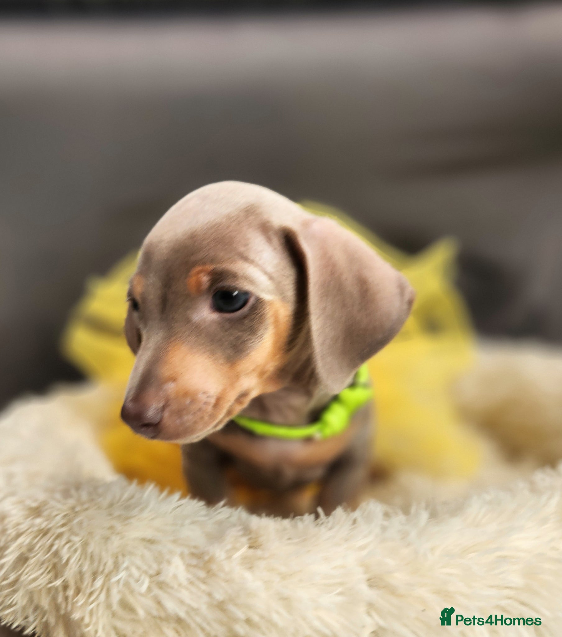 Miniature Dachshund dogs Beautiful Miniature Dachshund Pups  - Advert 9