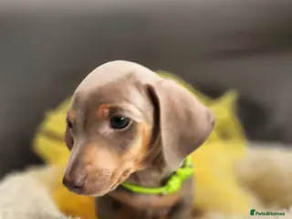 Miniature Dachshund dogs Beautiful Miniature Dachshund Pups - Advert 9
