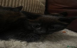 Mixed Breed cats for sale: BLACK KITTENS - Image 4