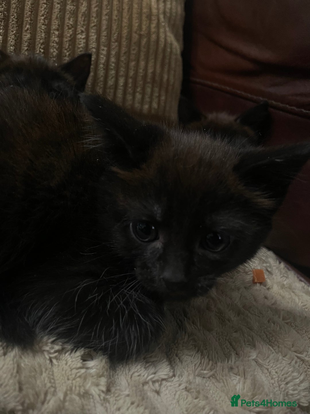 Mixed Breed cats for sale: BLACK KITTENS - Image 4