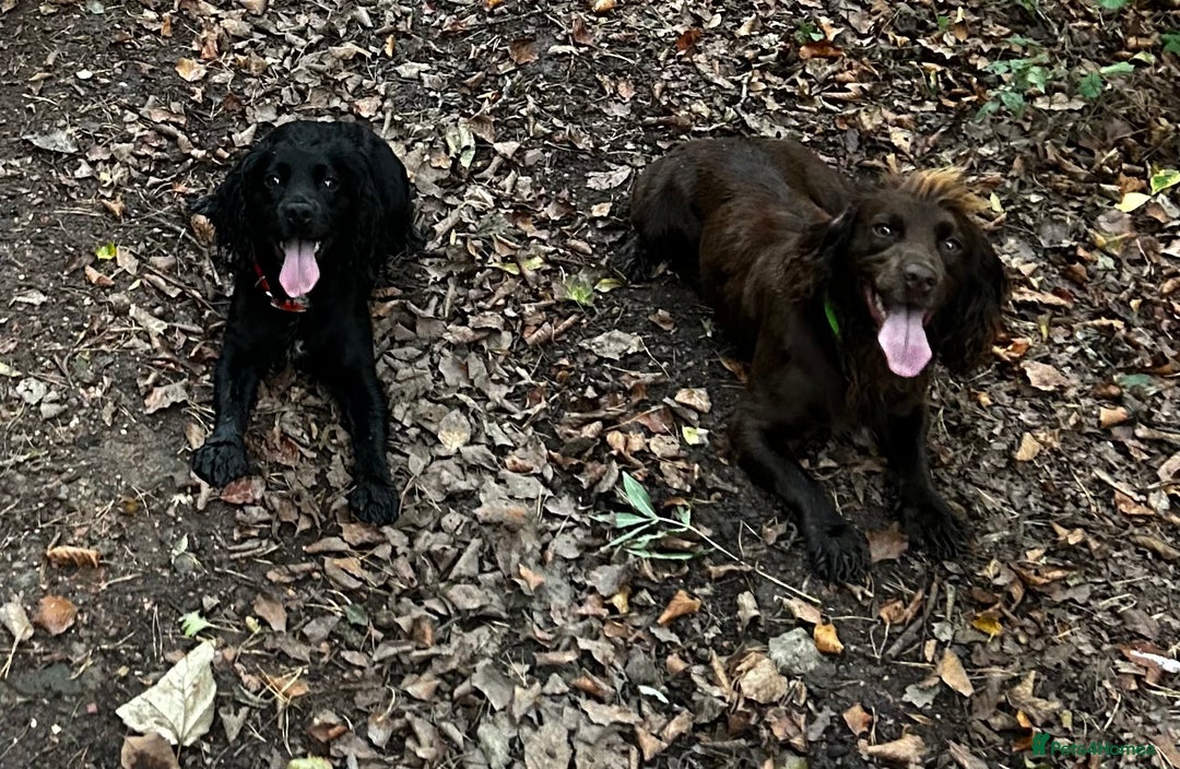 Cocker Spaniel dogs for sale: Merle cocker spaniels  - Image 30