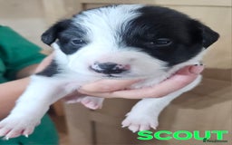 Border Collie dogs for sale: Border collie puppies for sale  - Image 9