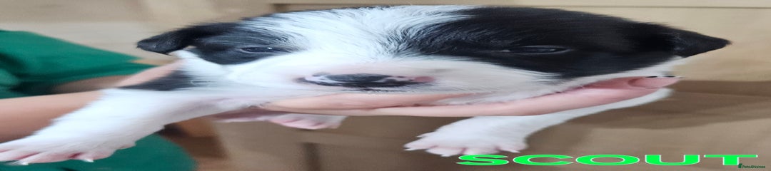 Border Collie Puppy 5