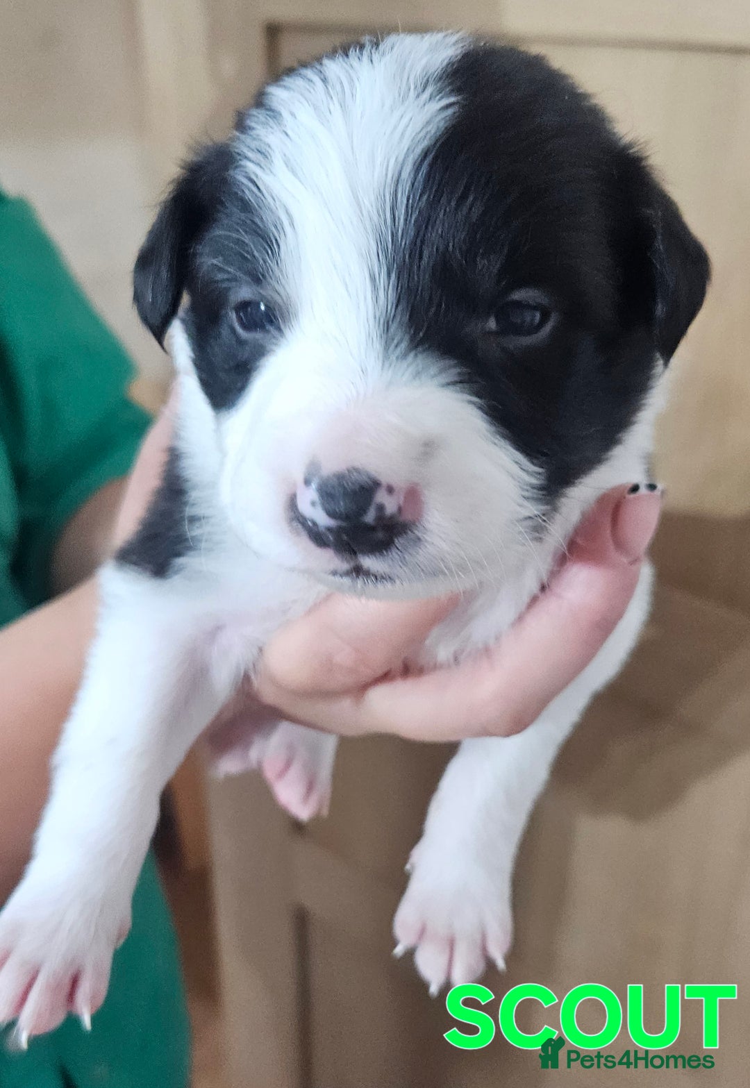Border Collie dogs for sale: Border collie puppies for sale  - Image 9